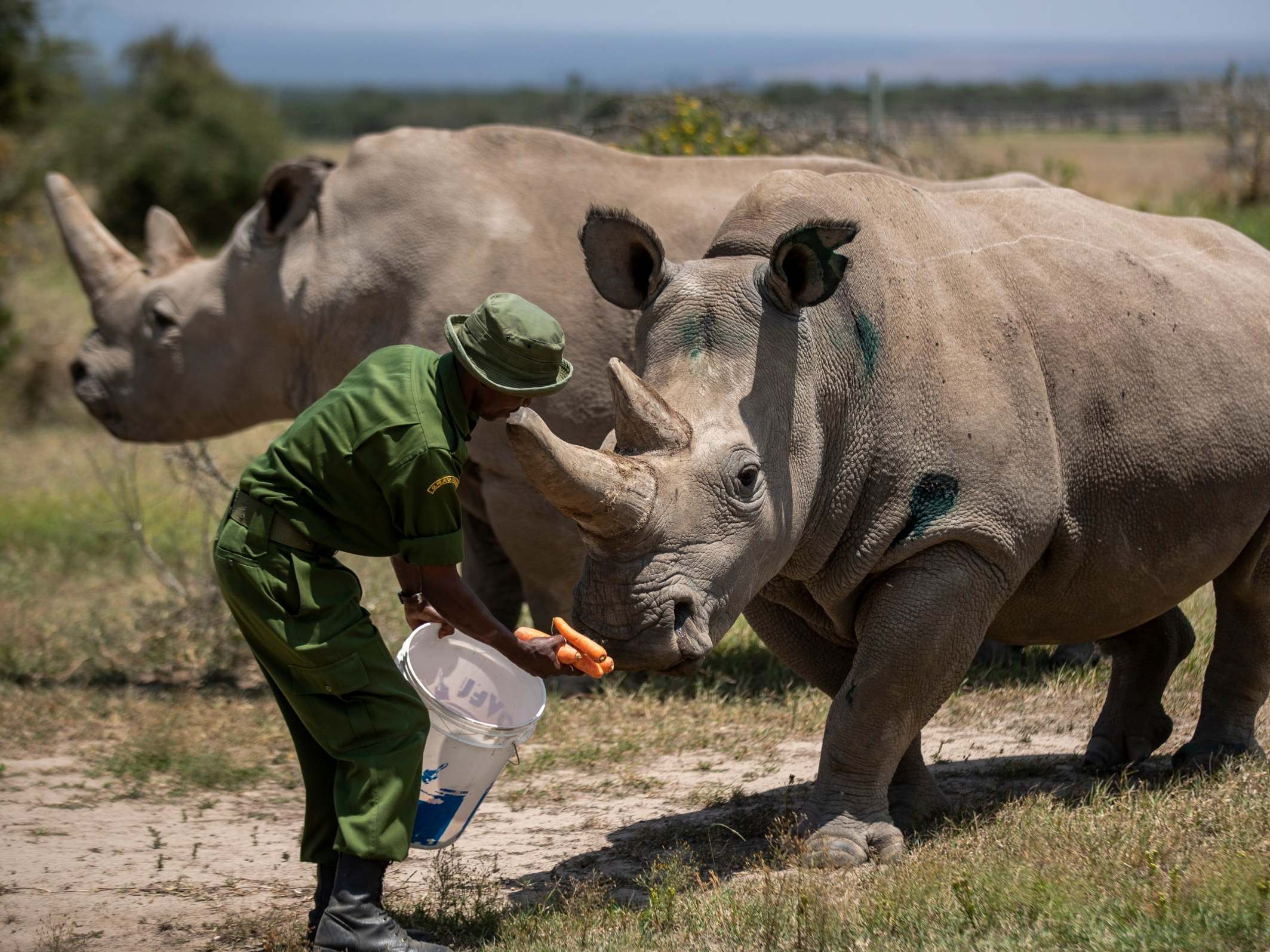 northern-white-rhino-fatu-najin